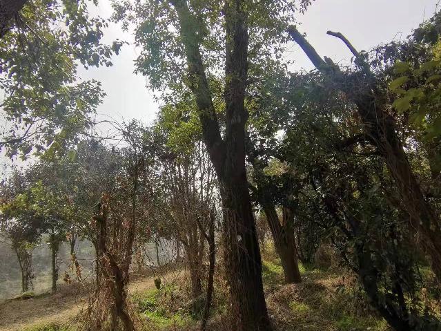 苗木一批转让公告