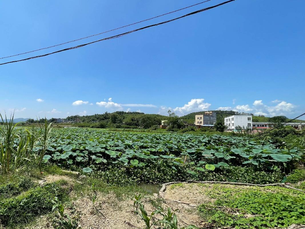 桂平市厚禄乡延寿村36亩养殖水面流转项目