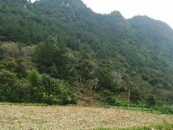 河池市凤山县砦牙乡泗务村0.2亩土地（承包）经营权流转项目