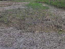 河池市凤山县中亭乡先锋村0.46亩土地（承包）经营权流转项目