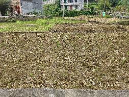 河池市凤山县砦牙乡泗务村0.5亩土地（承包）经营权流转项目