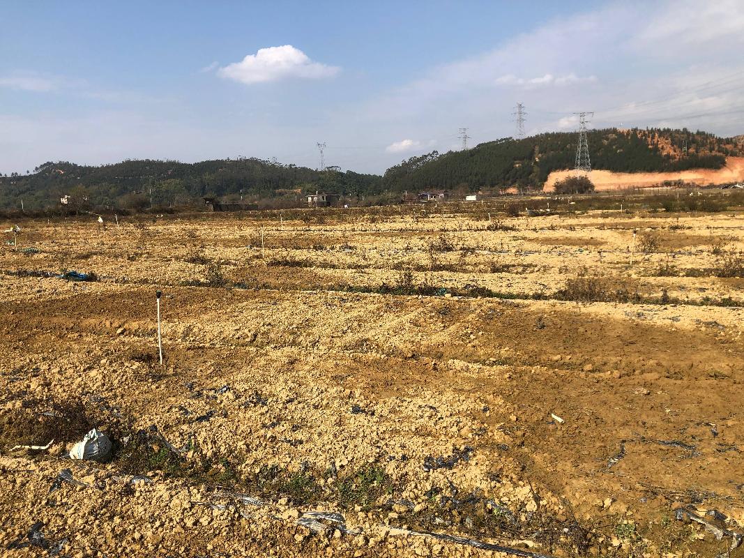 梧州市万秀区夏郢镇450亩土地经营权流转项目