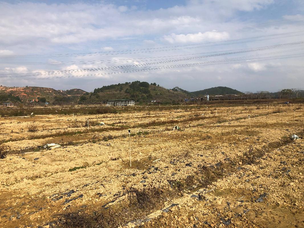 梧州市万秀区夏郢镇450亩土地经营权流转项目