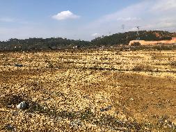 梧州市万秀区夏郢镇450亩土地经营权流转项目