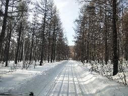 伊图里河林业有限公司防火应急道路路影材(约709.05立方米)交易项目