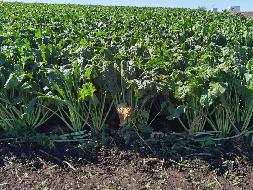 第一标段，1937亩，拉布大林农牧场