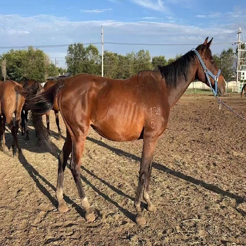 昭苏县西域马业有限责任公司一匹母马-ks134/5 (活体)对外转让