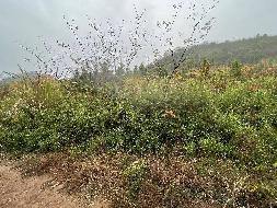 安徽省青阳县小阳山冶金用白云岩矿工业场地建设项目产生的除项目自用外的剩余石料转让公告(国资监测编号GR2023AH2003676)