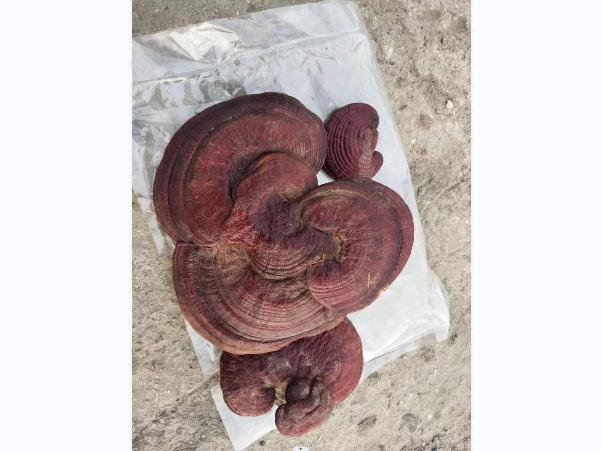 资产处置：【60袋】赤灵芝 250g/袋转让公告