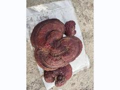 资产处置：【60袋】赤灵芝 250g/袋转让公告
