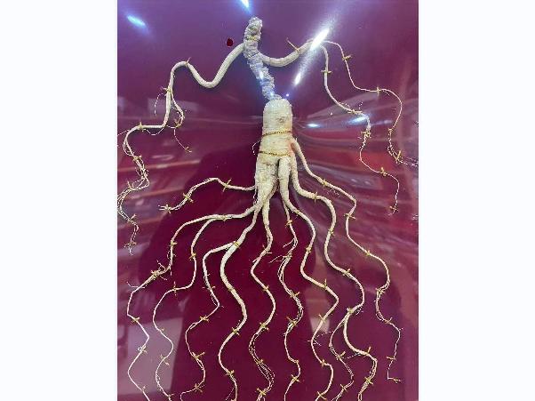 资产处置：【20盒】东北特产人参礼盒（参形各异，随机发货）转让公告