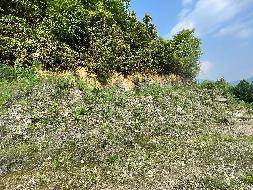 青阳县石英砂厂矿山地质环境治理工程产生剩余石料转让公告(国资监测编号GR2023AH2000766)