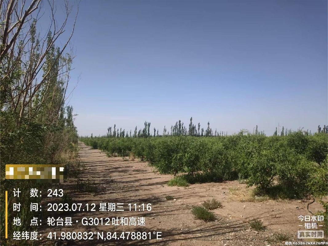新疆轮台农村商业银行股份有限公司转让位于轮台县阳霞镇1000亩戈壁滩种植防风固沙林承包经营权及地上附着物（包括果树、防 风林、井、电、房屋、院落等基础设施）(国资监测编号GR2023XJ1000557)
