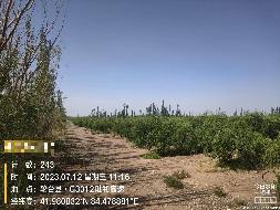 新疆轮台农村商业银行股份有限公司转让位于轮台县阳霞镇1000亩戈壁滩种植防风固沙林承包经营权及地上附着物（包括果树、防 风林、井、电、房屋、院落等基础设施）(国资监测编号GR2023XJ1000557)