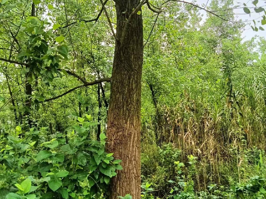 沅江市林业科学研究所学堂湖基地5352株清退杨树