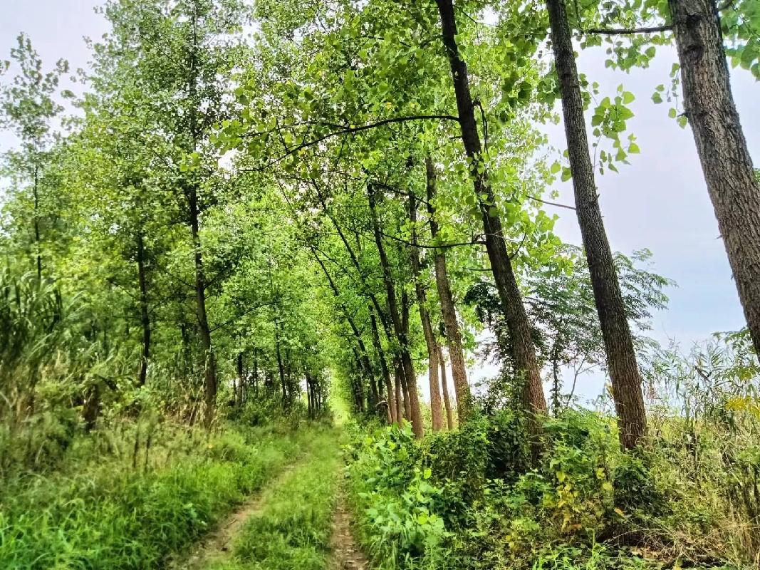 沅江市林业科学研究所学堂湖基地5352株清退杨树
