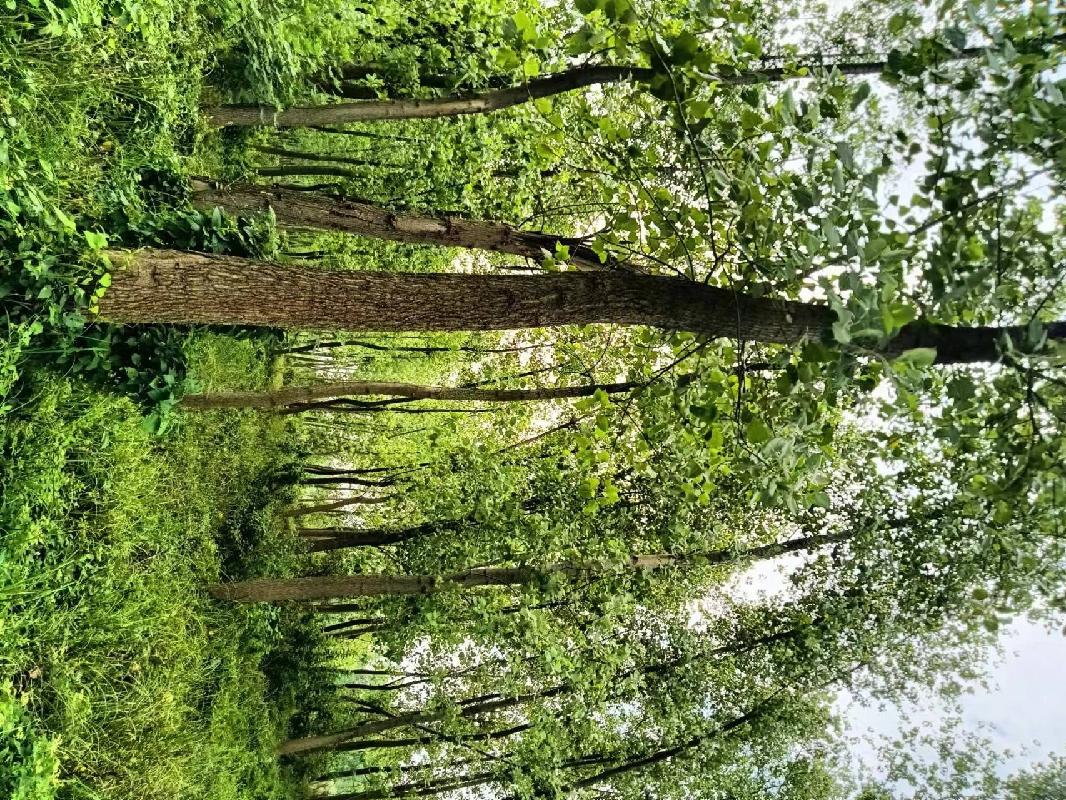 沅江市林业科学研究所学堂湖基地5352株清退杨树