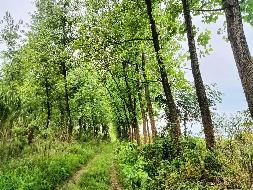 沅江市林业科学研究所学堂湖基地5352株清退杨树