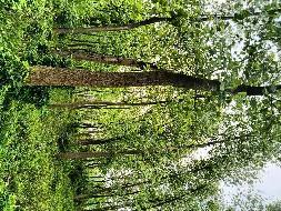 沅江市林业科学研究所学堂湖基地5352株清退杨树