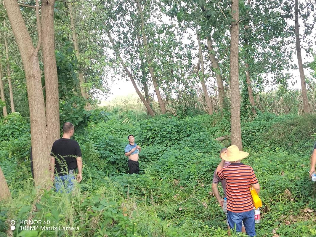 沅江市苗圃场（沅江市目平湖林芦站）2292株清退杨树