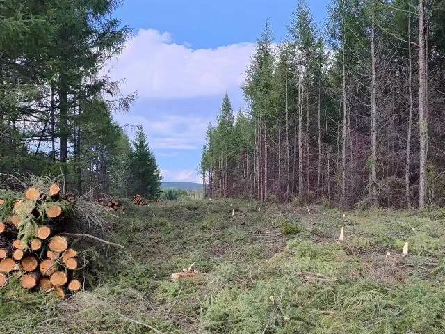 项目占地采伐木材转让公告