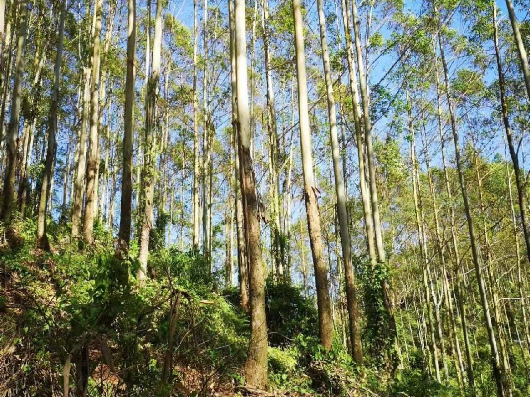 福绵区大义林场二批活立木分别转让项目交易公告