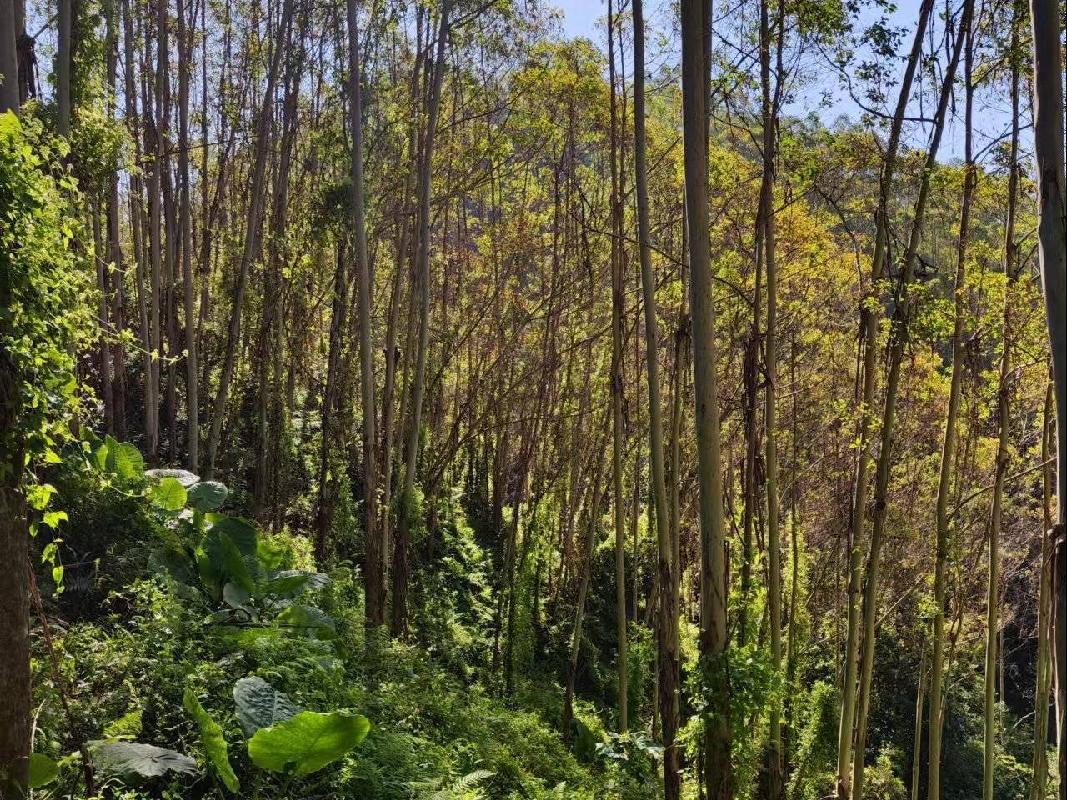 福绵区大义林场二批活立木分别转让项目交易公告