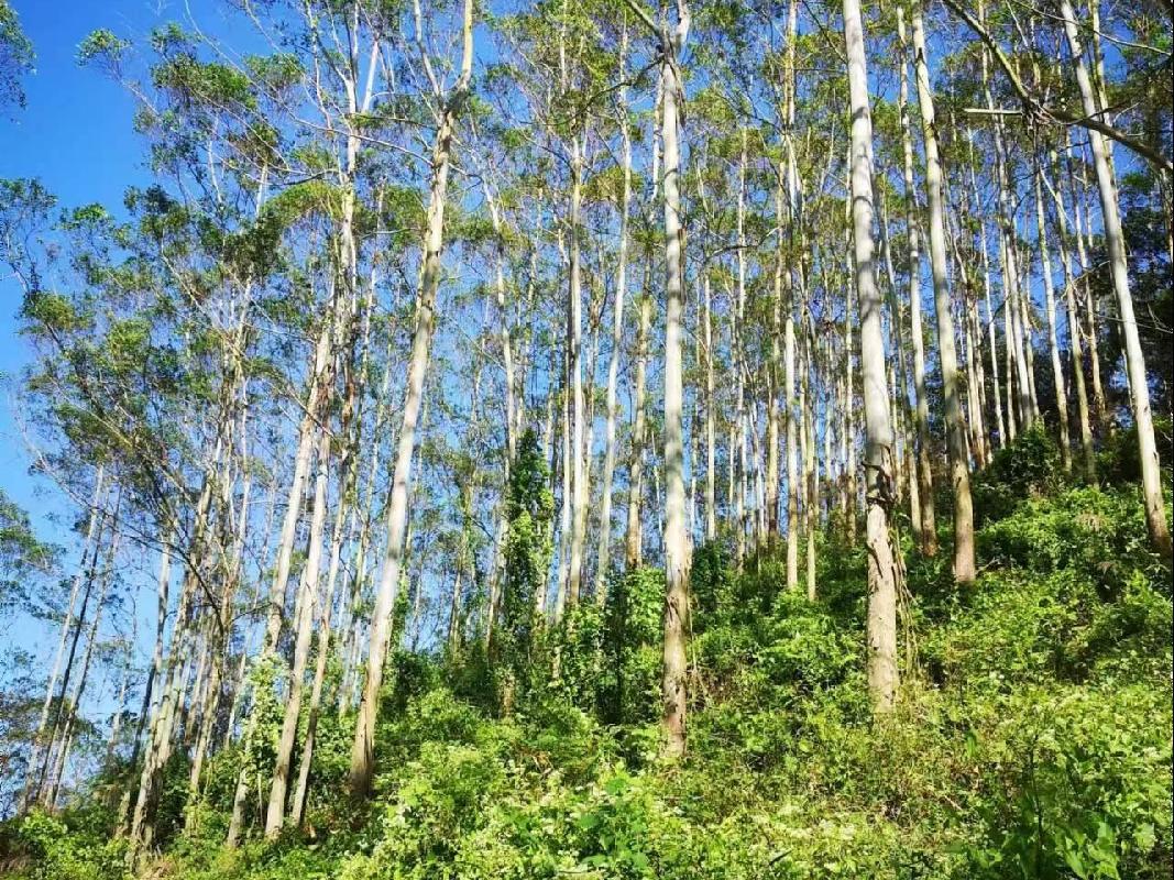 福绵区大义林场二批活立木分别转让项目交易公告