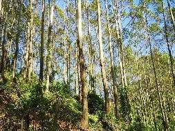 福绵区大义林场二批活立木分别转让项目交易公告