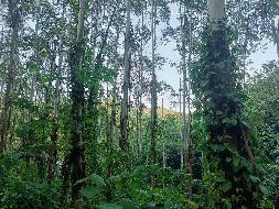 北流市石镬肚林场一批活立木整体转让项目信息公告
