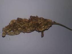 一批罚没的野生甘草籽（物种为：乌拉尔甘草）约为6.7吨对外转让(二次挂牌)