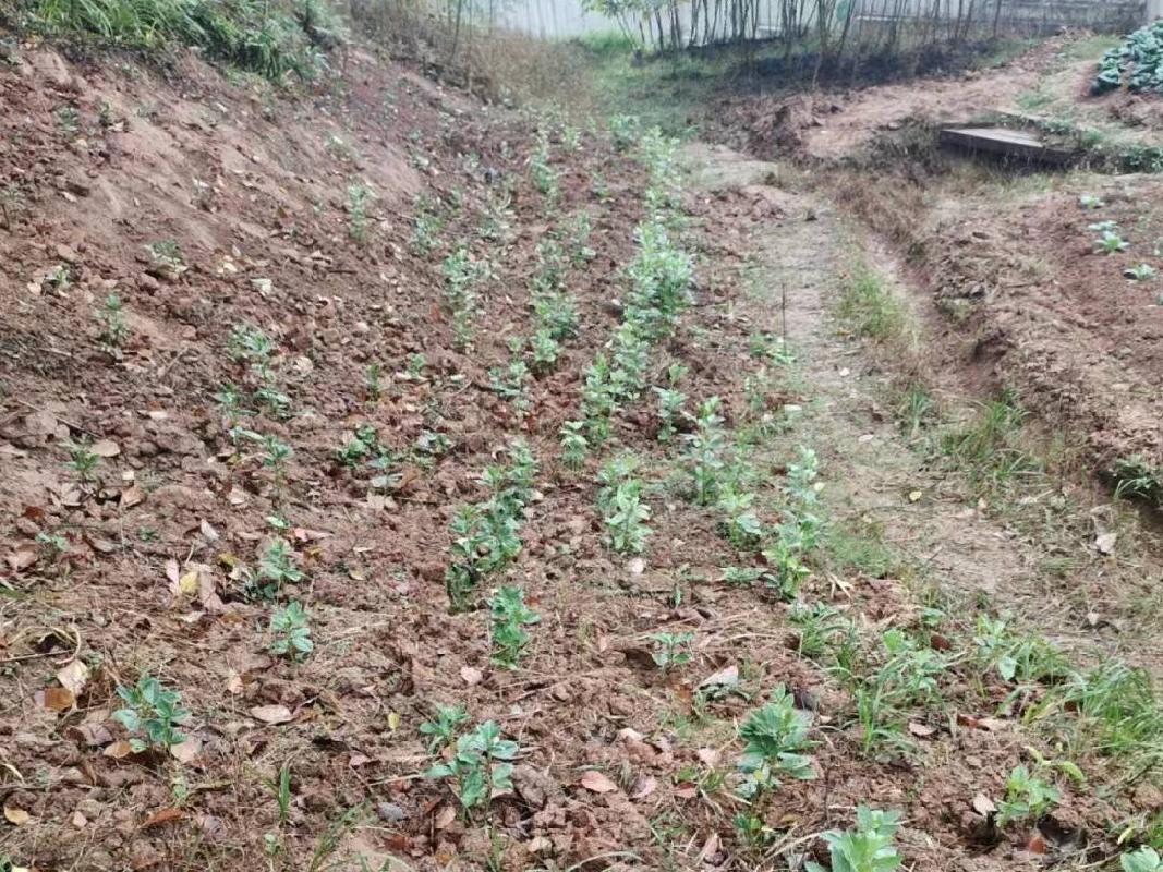 柳州市城中区静兰街道环江村约1.35亩土地（承包）经营权流转项目