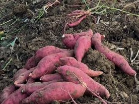 柳州市柳南区洛满镇福塘村农副产品转让项目