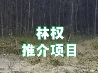 呼和浩特市赛罕区榆林镇东干丈村二道叉林权转让推介项目
