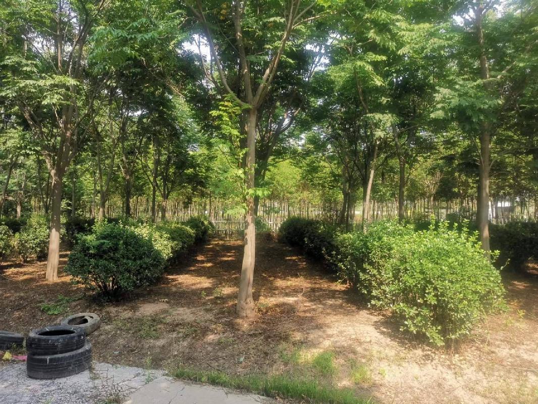  河南长垣一批苗圃基地生物性资产转让公告(国资监测编号GR2024JS4000628)