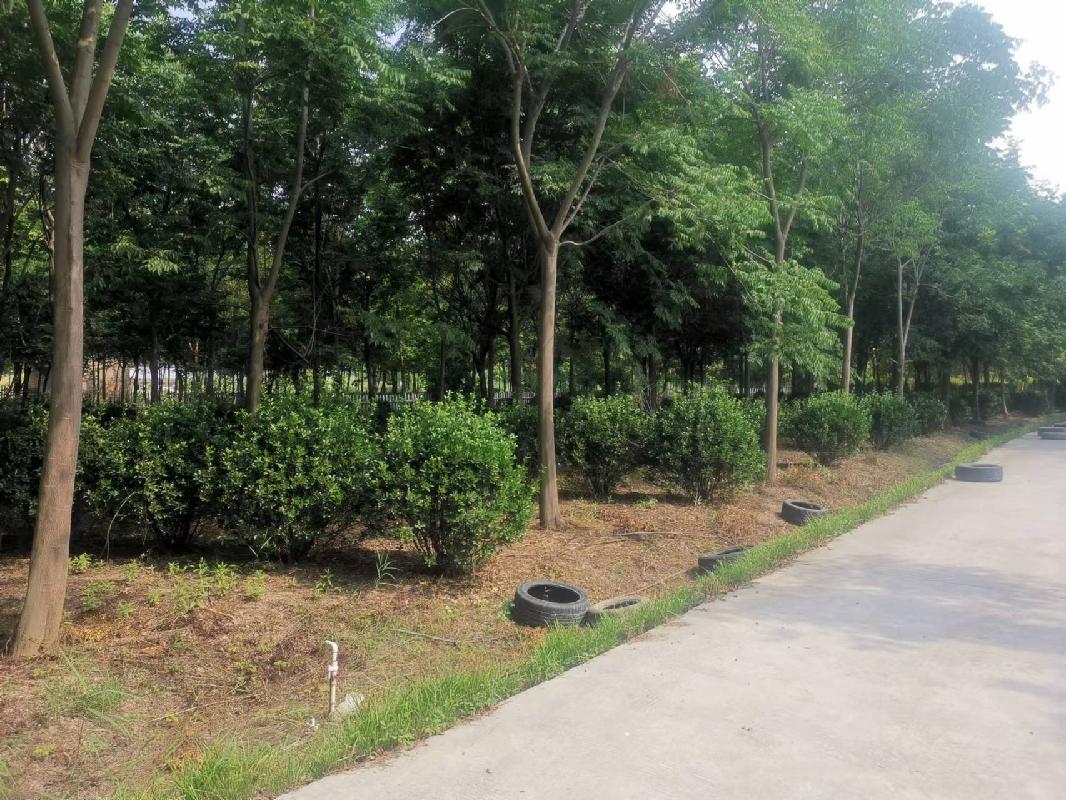 河南长垣一批苗圃基地生物性资产转让公告