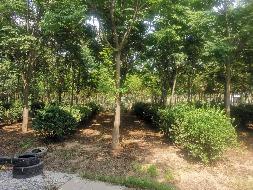  河南长垣一批苗圃基地生物性资产转让公告(国资监测编号GR2024JS4000628)
