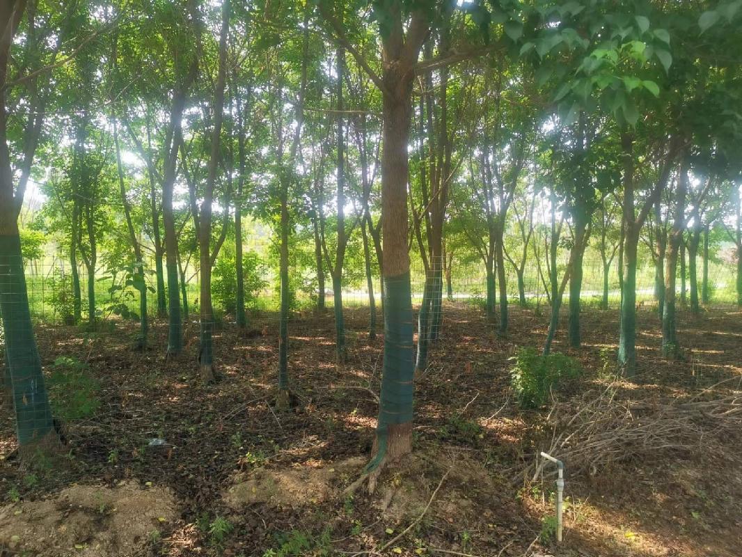  河南长垣一批苗圃基地生物性资产转让公告(国资监测编号GR2024JS4000628)