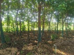  河南长垣一批苗圃基地生物性资产转让公告(国资监测编号GR2024JS4000628)