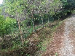  河南长垣一批苗圃基地生物性资产转让公告(国资监测编号GR2024JS4000628)