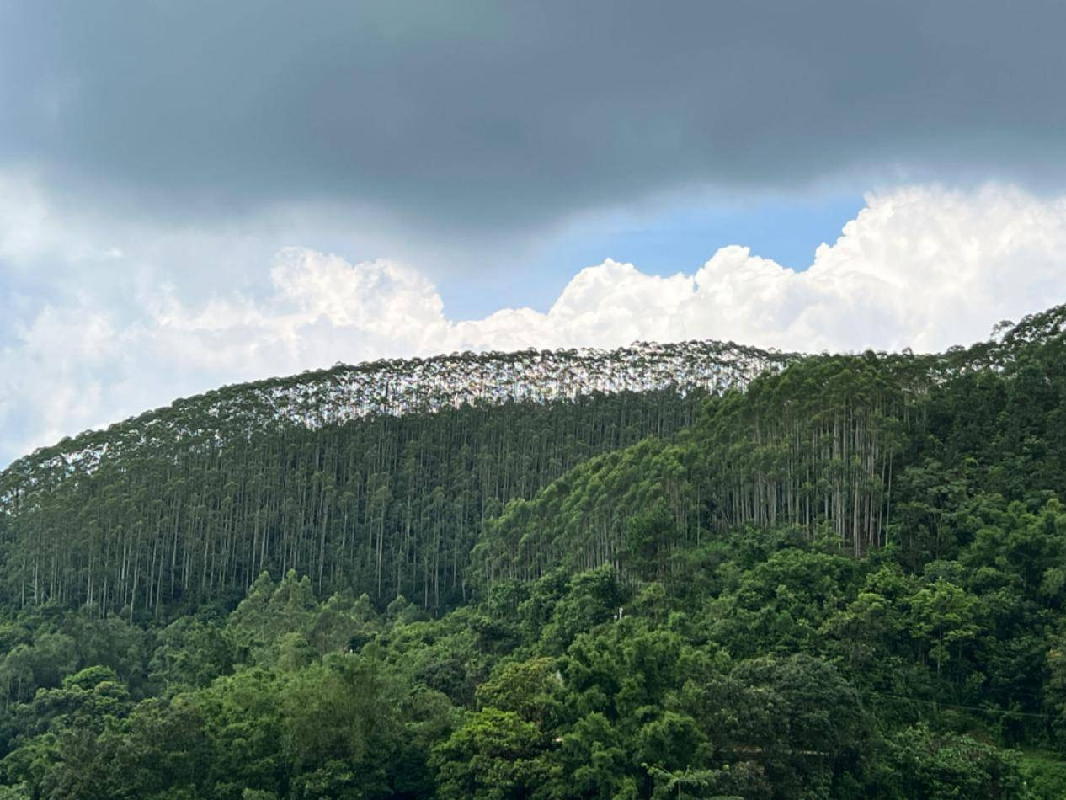 玉林市博白县顿谷镇顿谷村约972亩活立木（包青山）转让项目