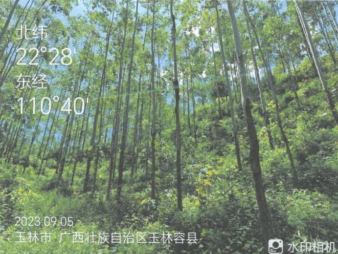 广西容县黎村镇满垌村3、4林班一批活立木整体转让项目(二次挂牌)交易公告(国资监测编号GR2024GX2000196-2)