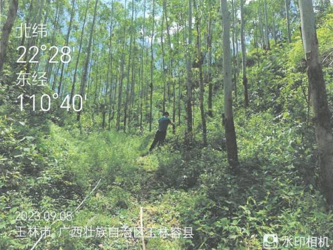 广西容县黎村镇满垌村3、4林班一批活立木整体转让项目(三次挂牌)