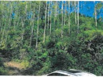 广西容县黎村镇满垌村3、4林班一批活立木整体转让项目(二次挂牌)交易公告(国资监测编号GR2024GX2000196-2)
