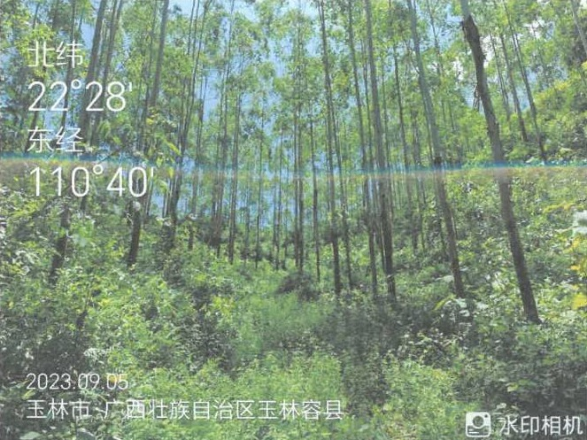 广西容县黎村镇满垌村3、4林班一批活立木整体转让项目(二次挂牌)交易公告(国资监测编号GR2024GX2000196-2)