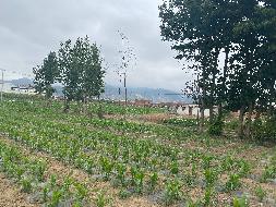 云南省昭通市中心城市工业园区两宗土地使用权(二次挂牌)(国资监测编号GR2024YN1000098-2)