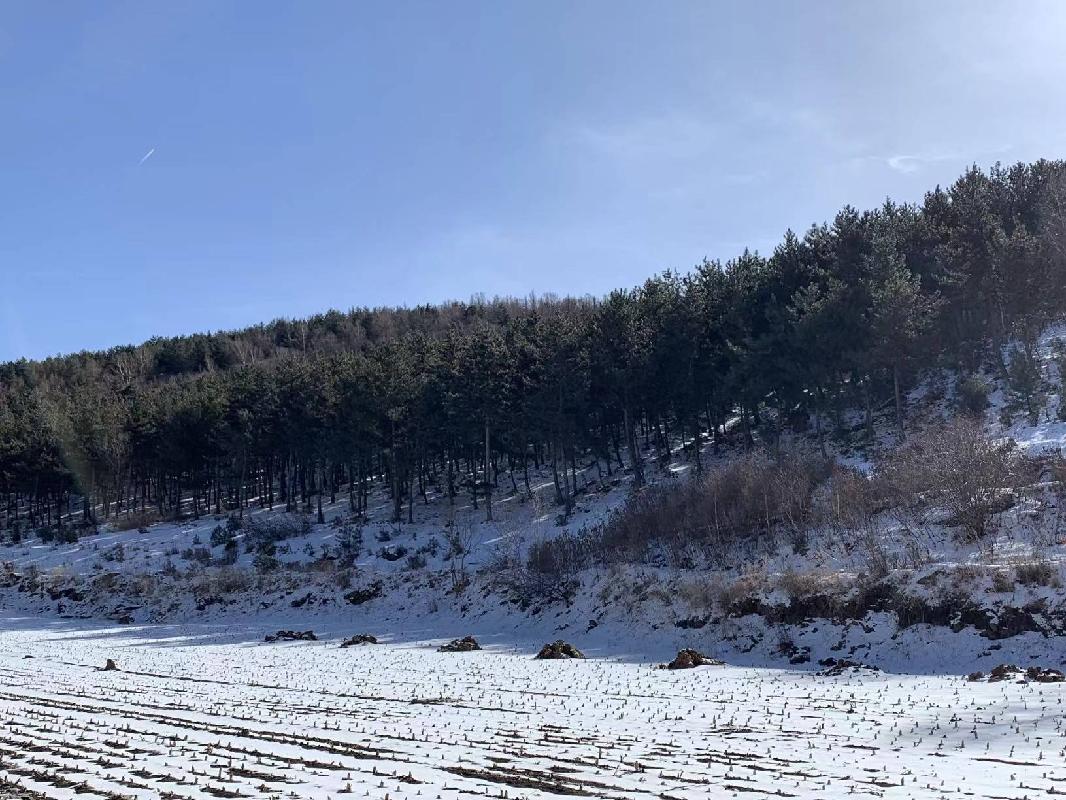 赤峰市松山区老府镇东杖房村林权转让(三次挂牌)