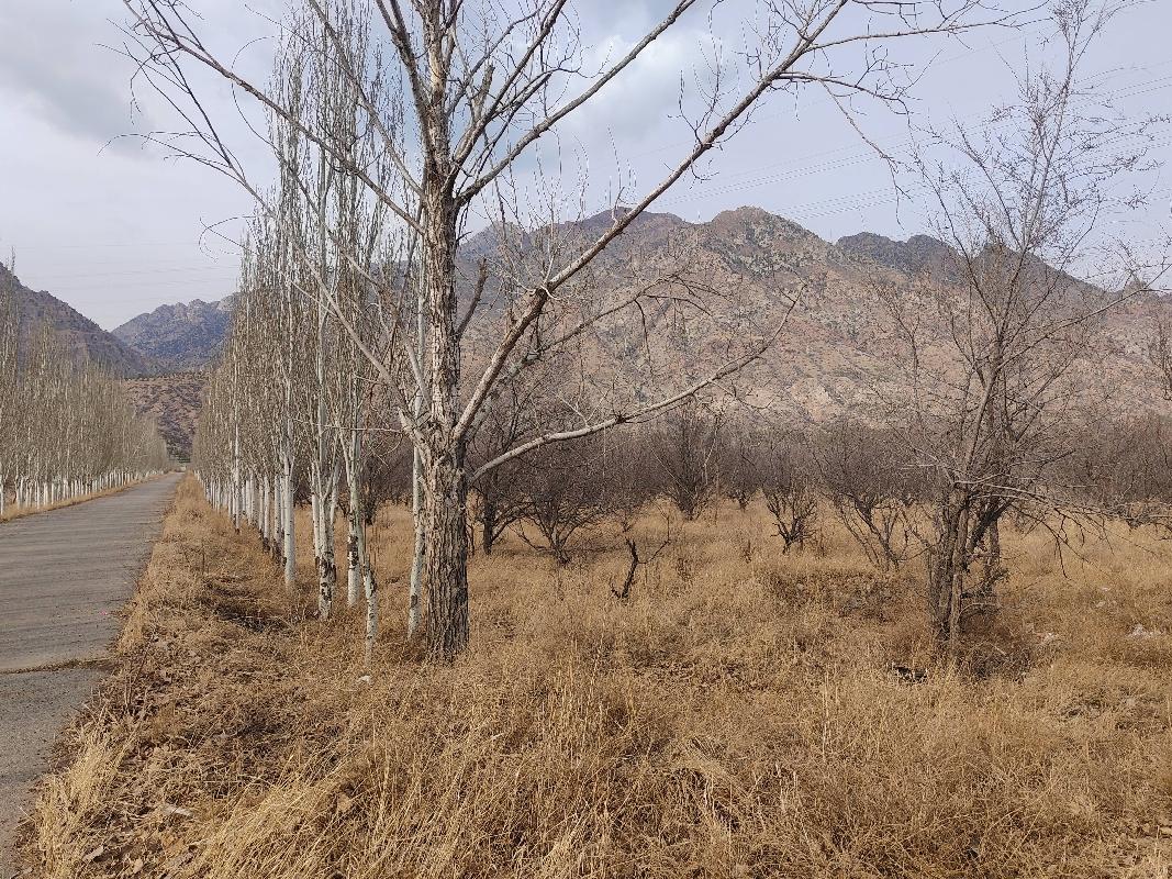 包头市土默特右旗沟门镇沙兵崖村110国道北720亩果园转租项目