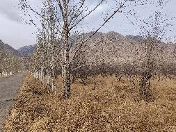 包头市土默特右旗沟门镇沙兵崖村110国道北720亩果园转租项目