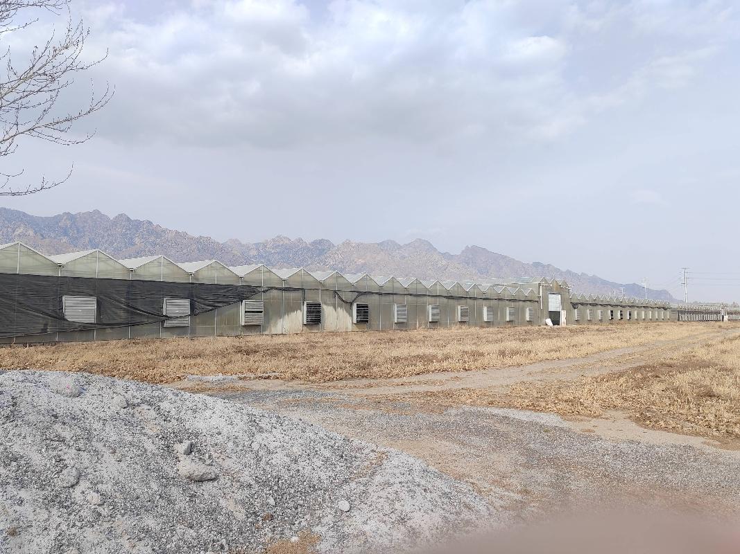 包头市土默特右旗九峰山林场110国道南侧66000㎡温室大棚转租项目